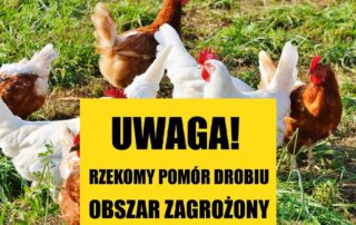 rzekomy-pomor-drobiu