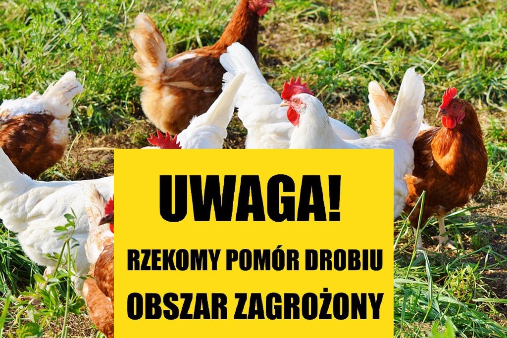 rzekomy-pomor-drobiu