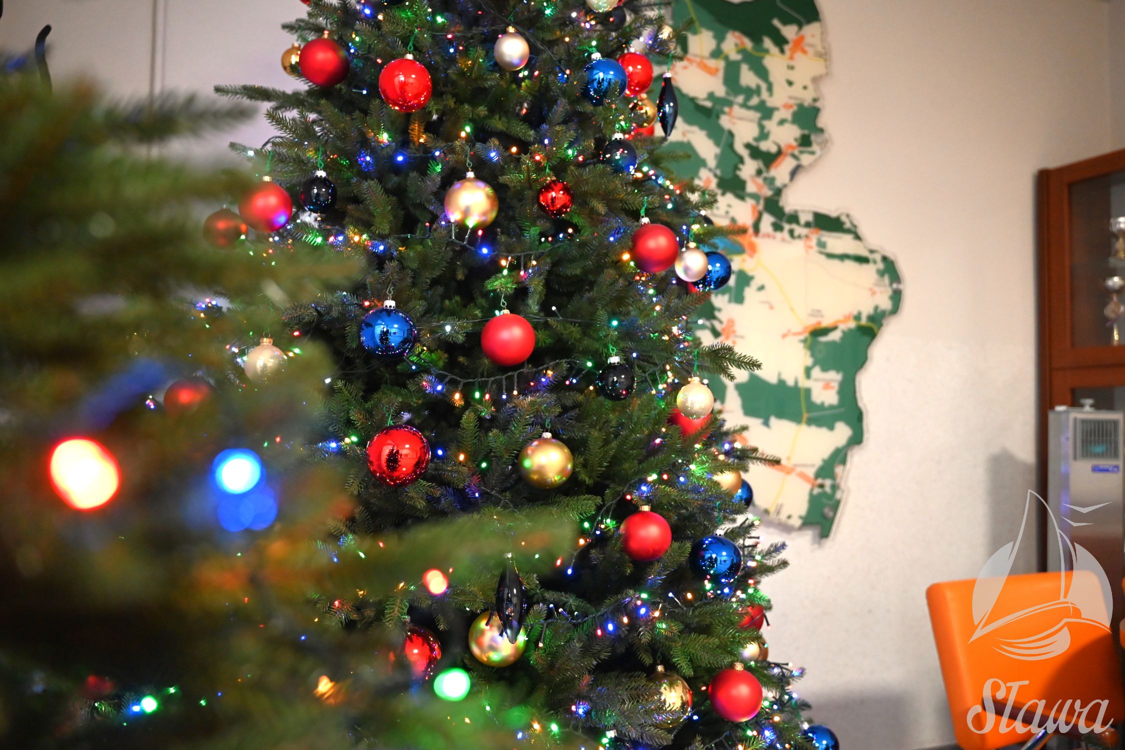 Świąteczne drzewka z Łupic Świąteczne drzewka z Łupic