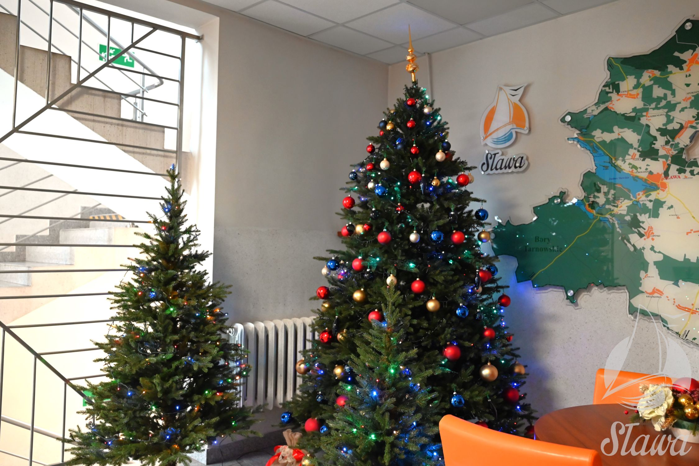 Świąteczne drzewka z Łupic Świąteczne drzewka z Łupic