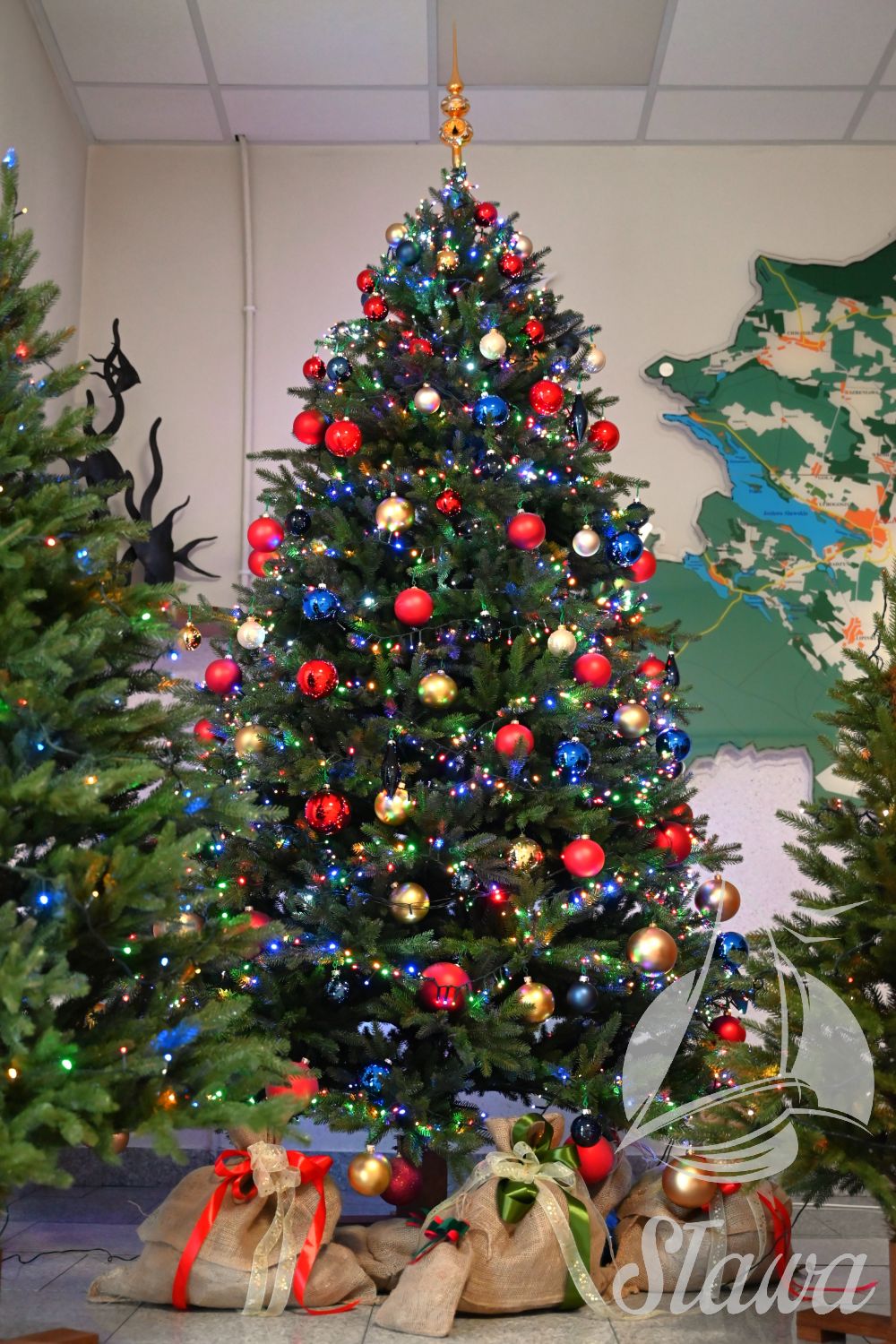 Świąteczne drzewka z Łupic Świąteczne drzewka z Łupic