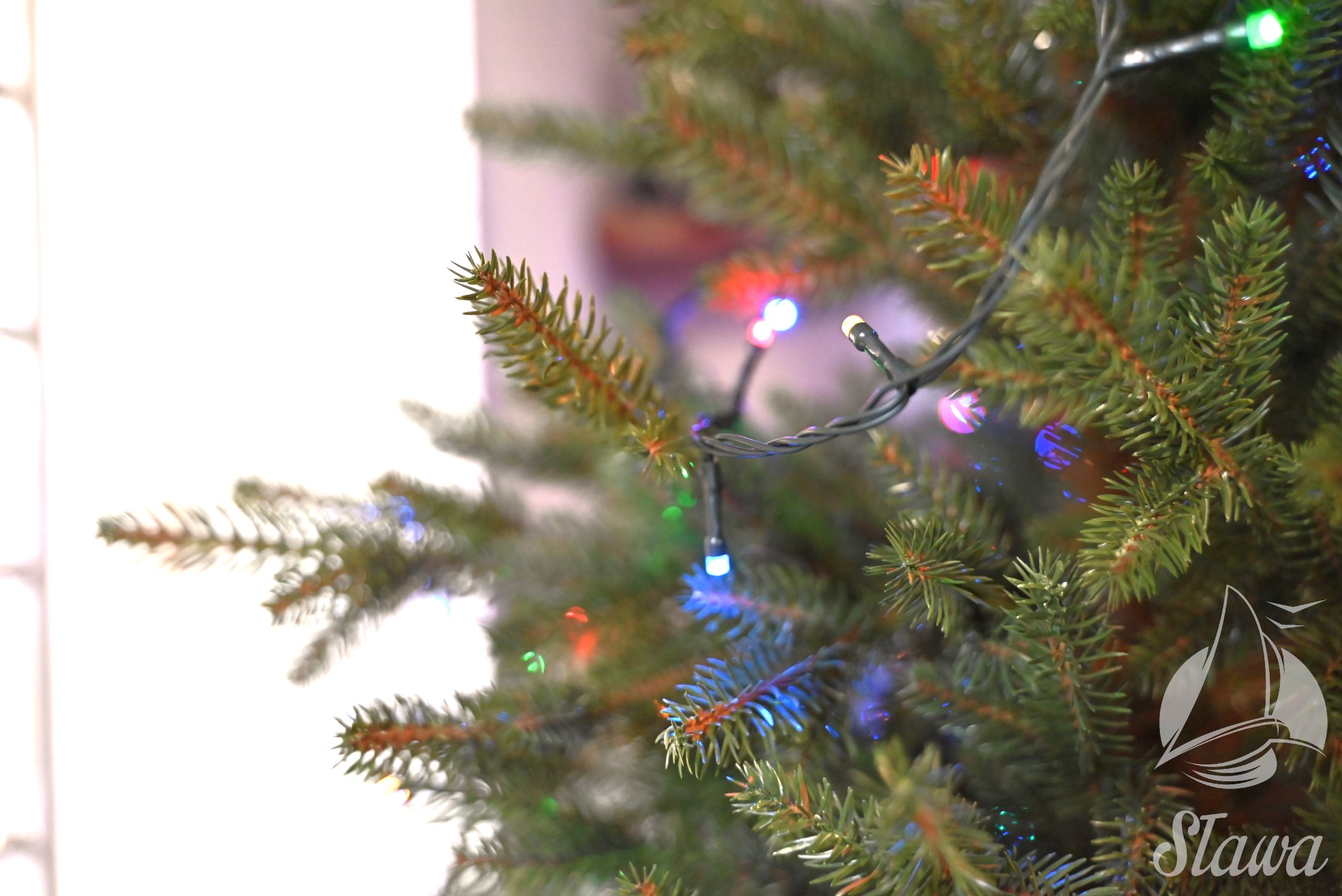 Świąteczne drzewka z Łupic Świąteczne drzewka z Łupic