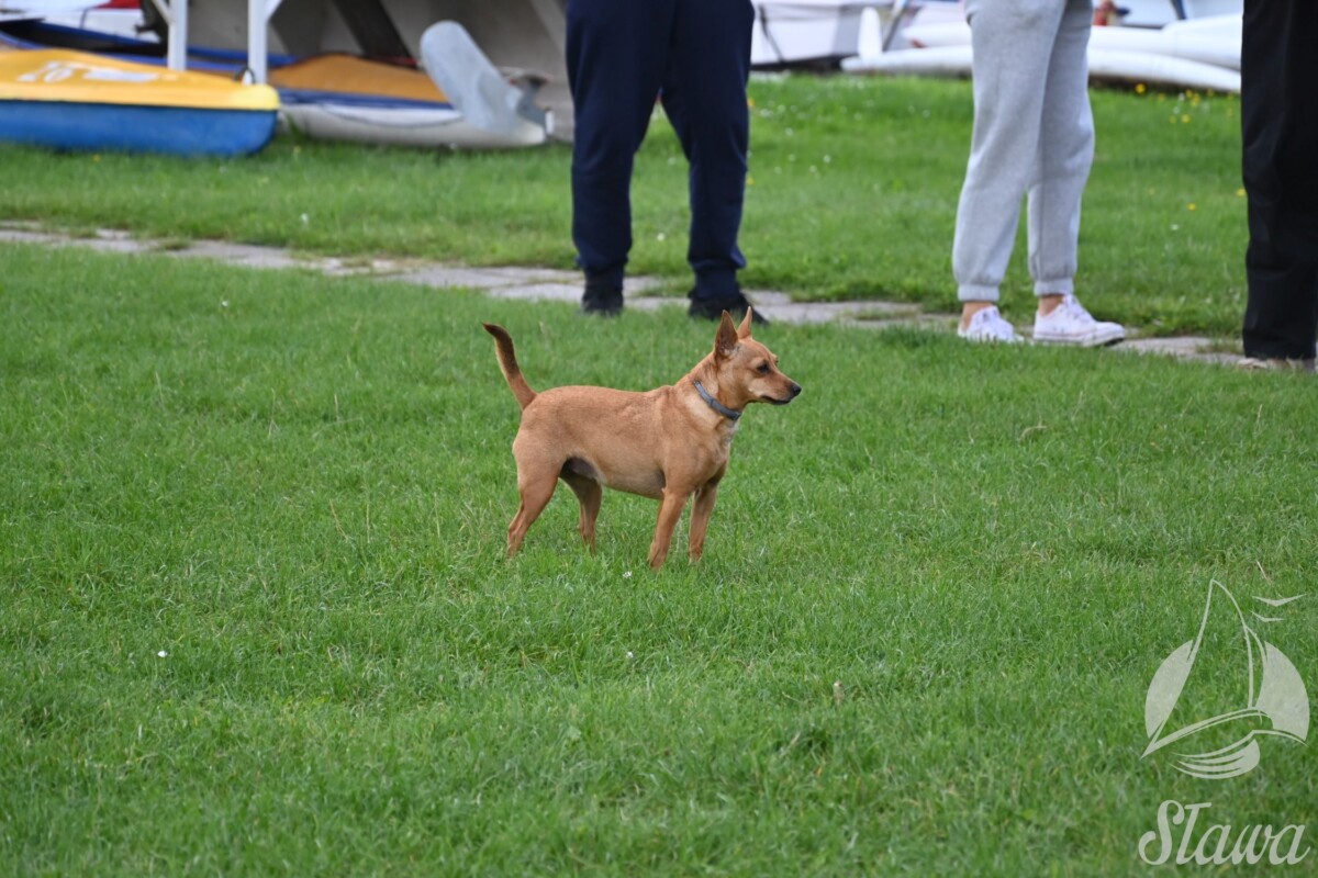 DSC_5661 Regaty