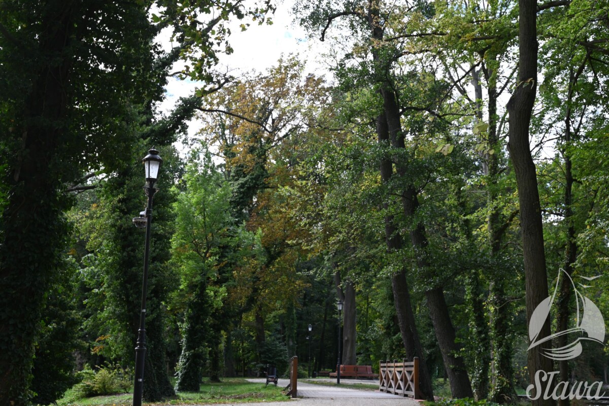 park miejski (17) jesieni w Parku Miejskim w Sławie