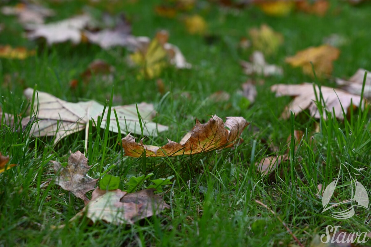 park miejski (6) jesieni w Parku Miejskim w Sławie